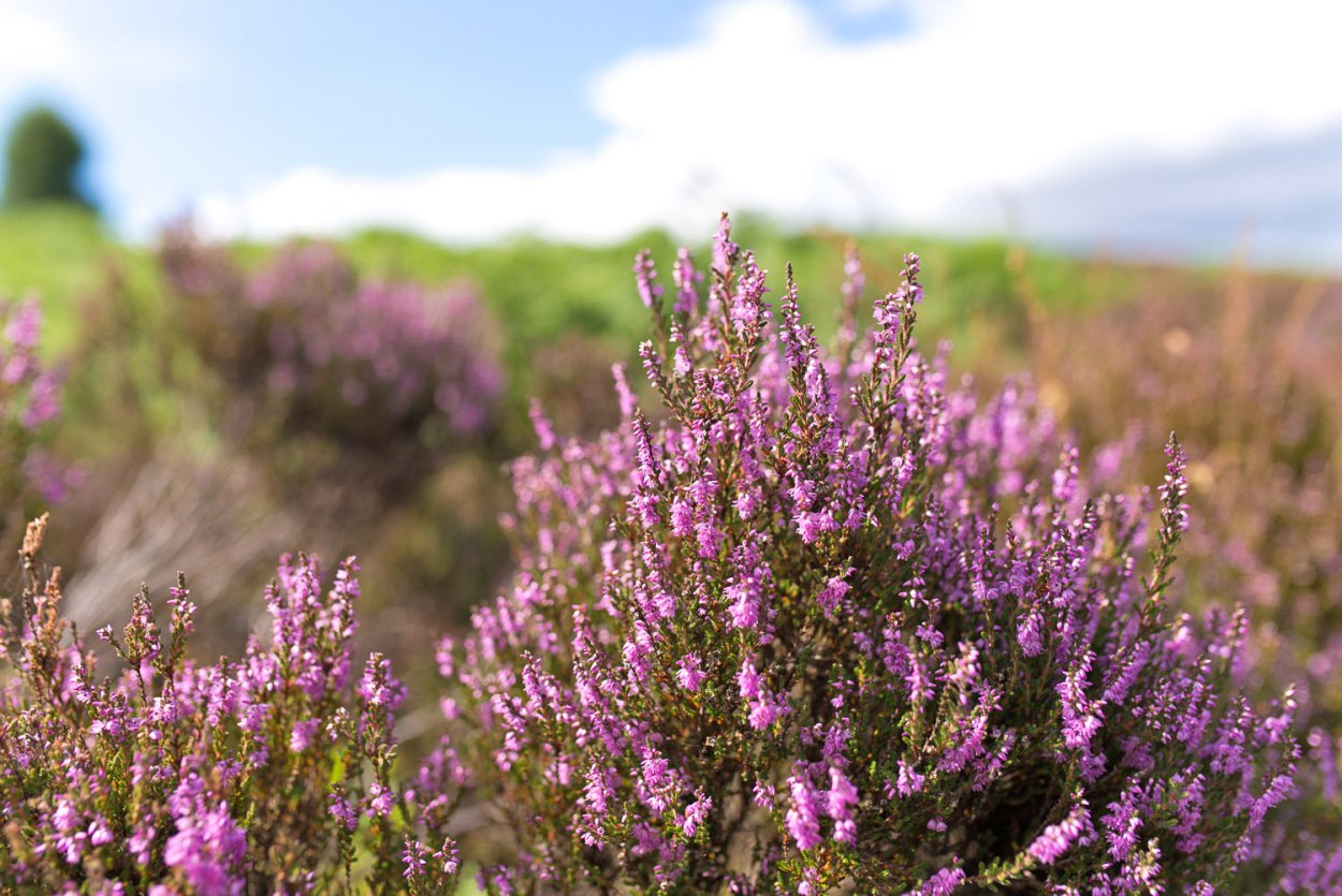 Можжевельник китайский Спарта