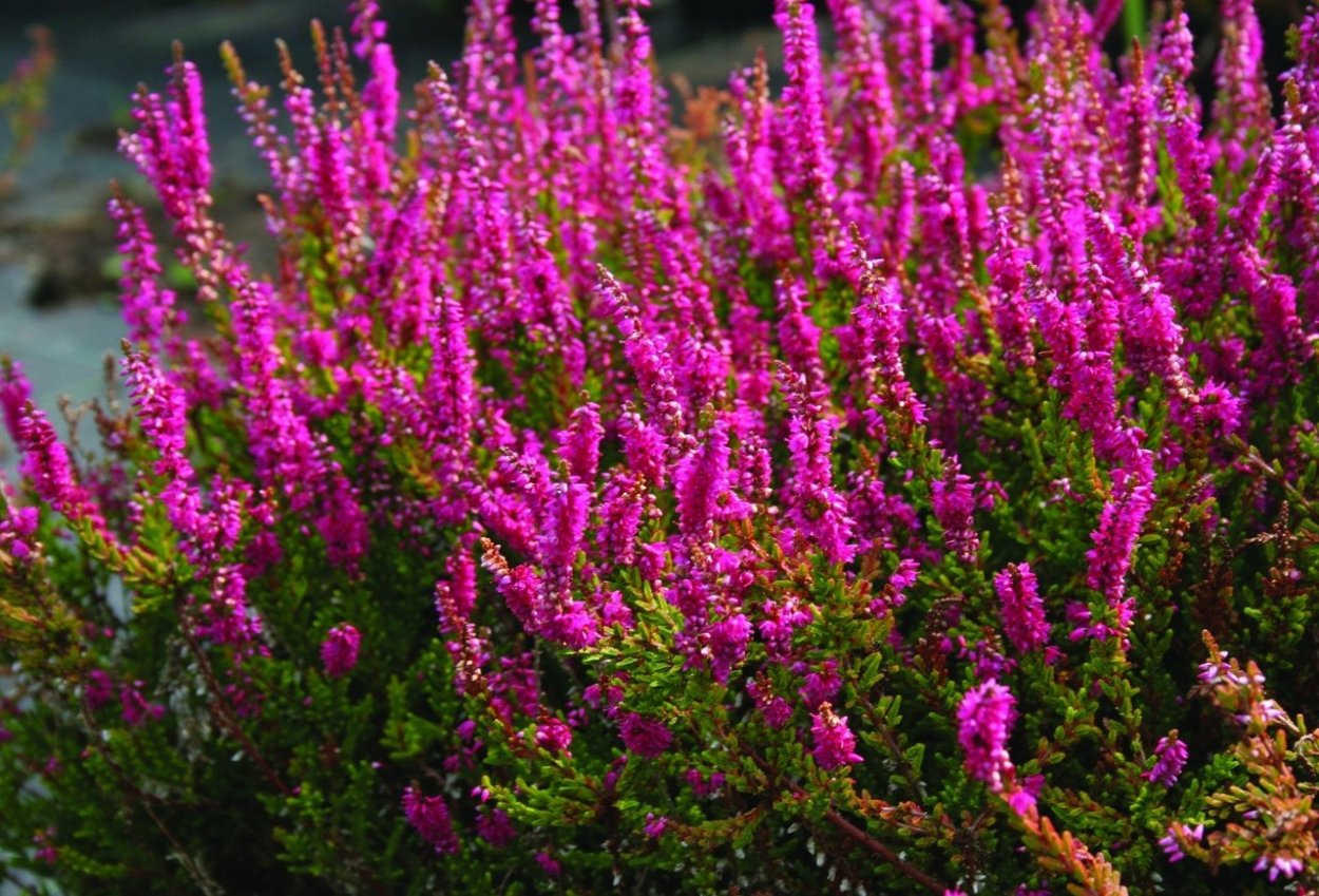 Вереск хвойный кустарник