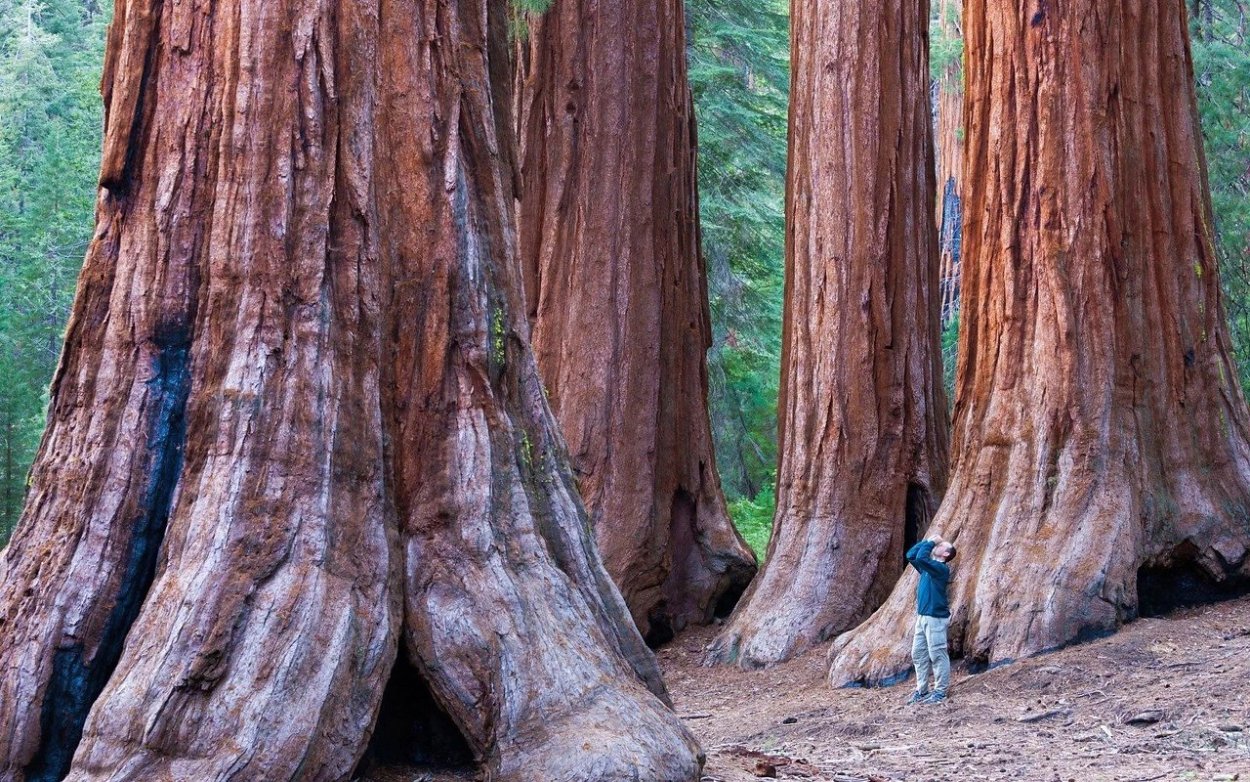 Вереск кустарник Лесной