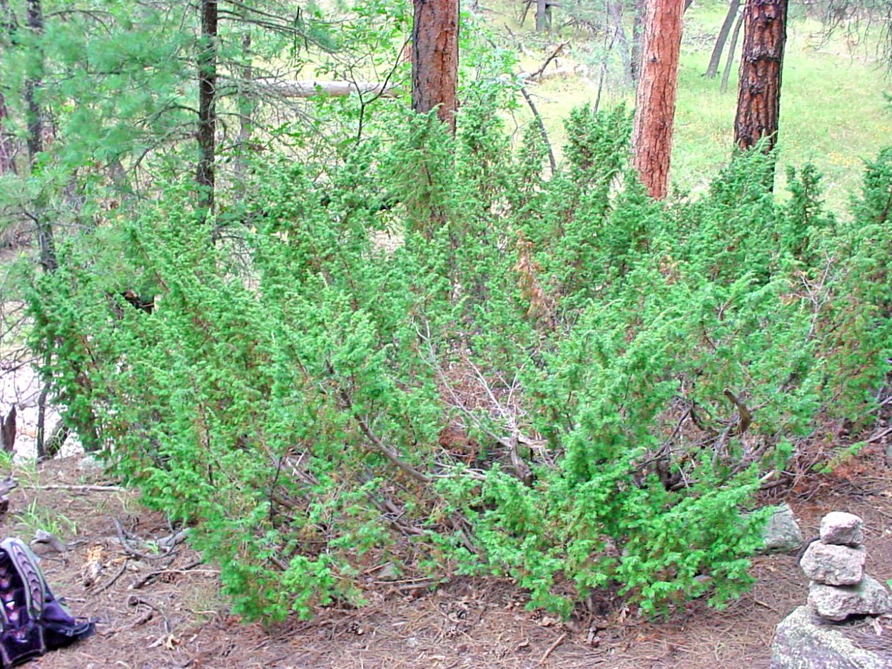 Вереск медонос