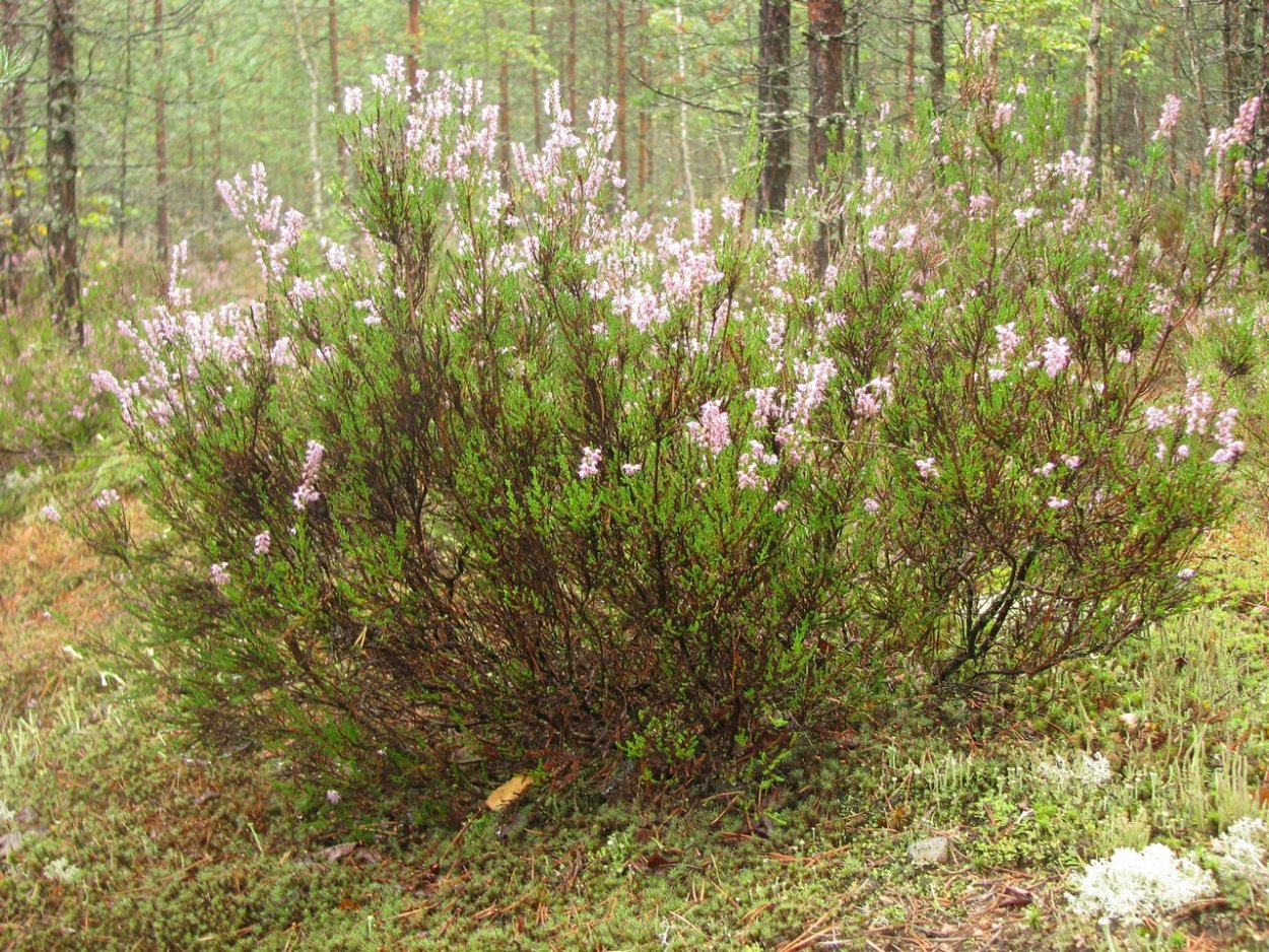 Крона дерева снизу