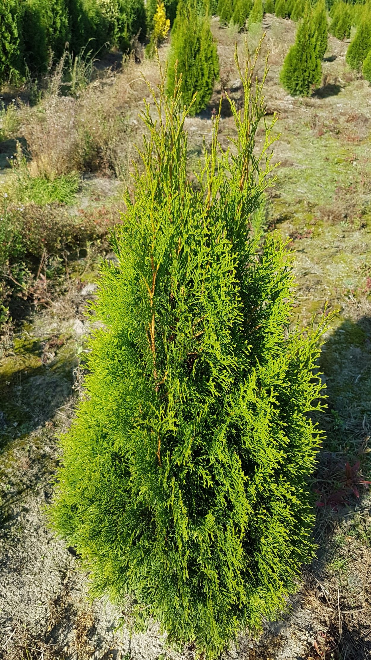 Обыкновенный Вереск Эрика