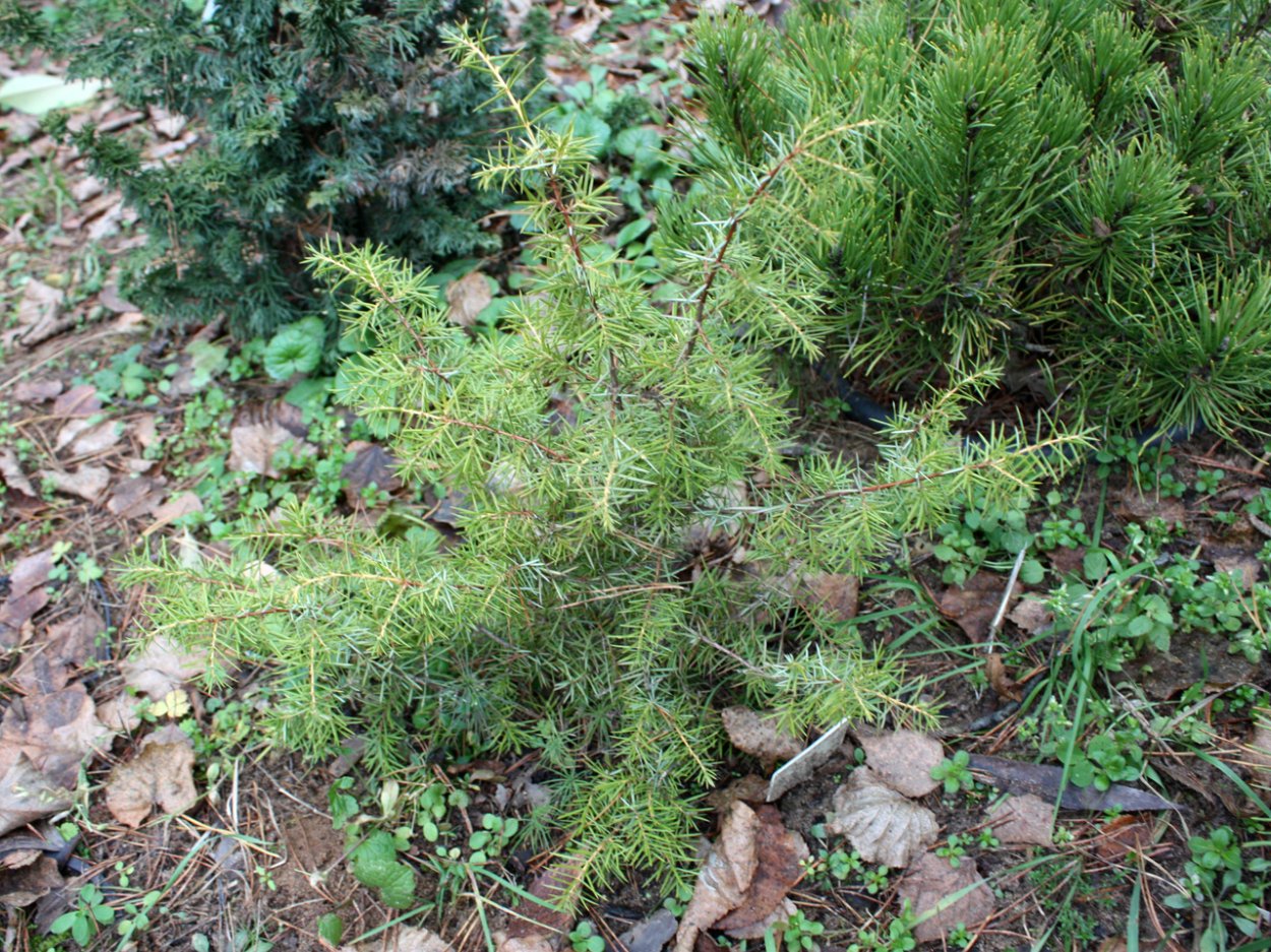 Можжевельник подмосковный Лесной