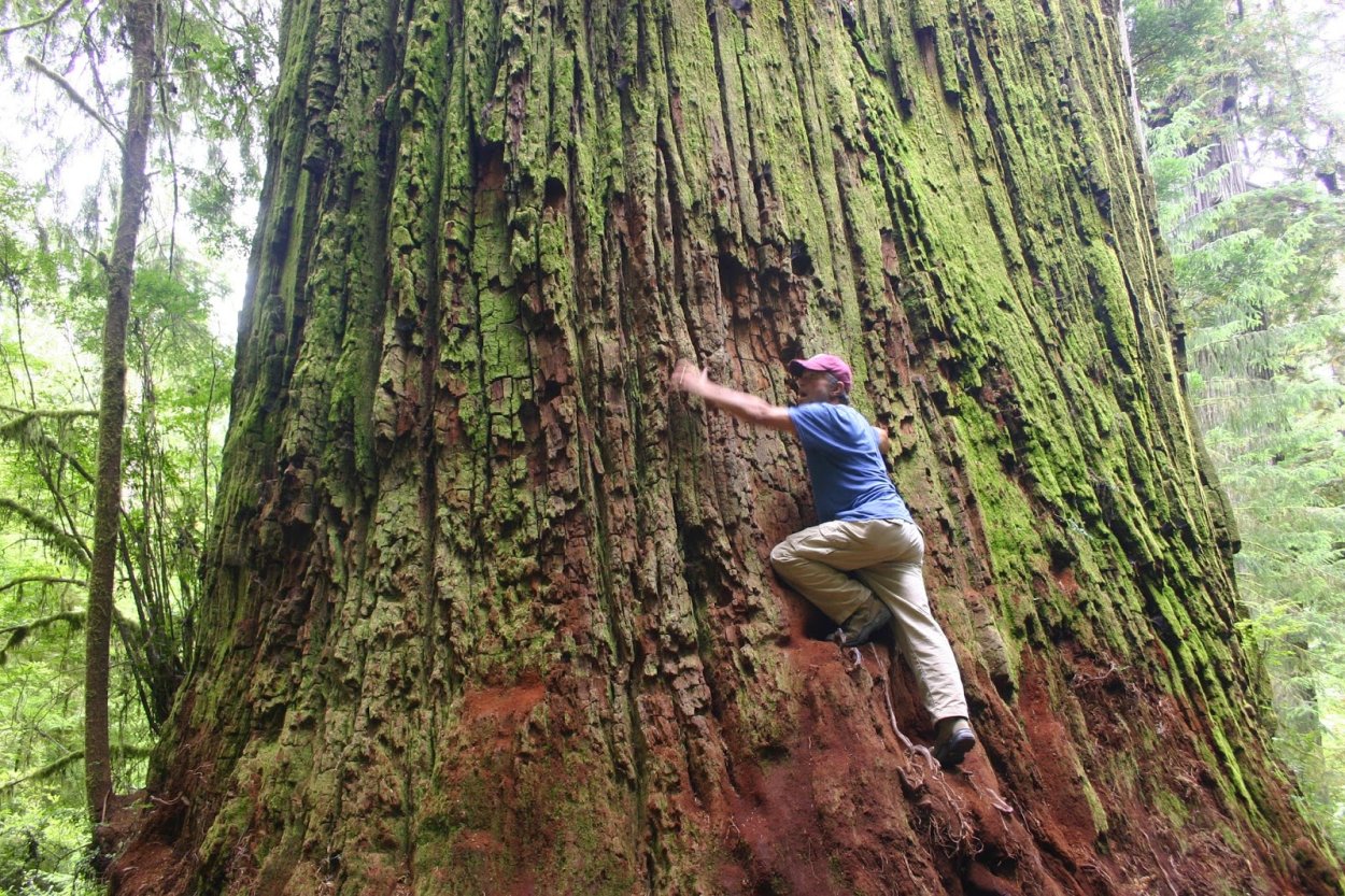 Терлецкий парк деревья