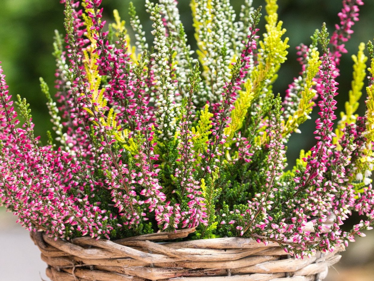 Секвойя президент в национальном парке Секвойя США