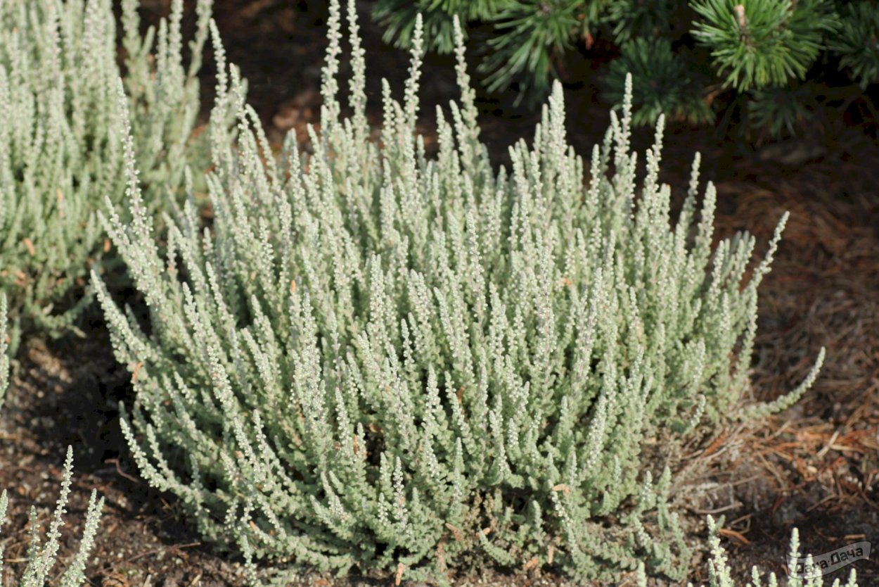 Вереск Каллуна