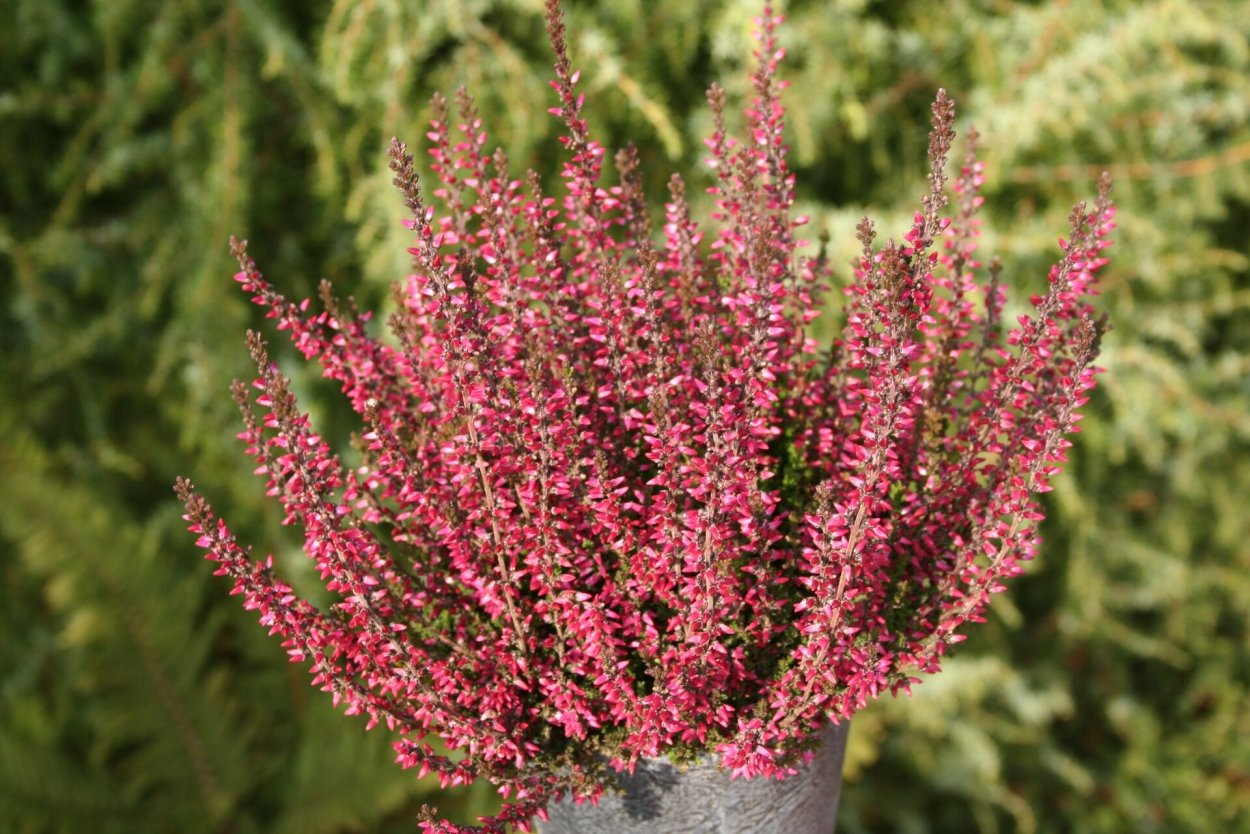 Тополь диаметр высота дерева