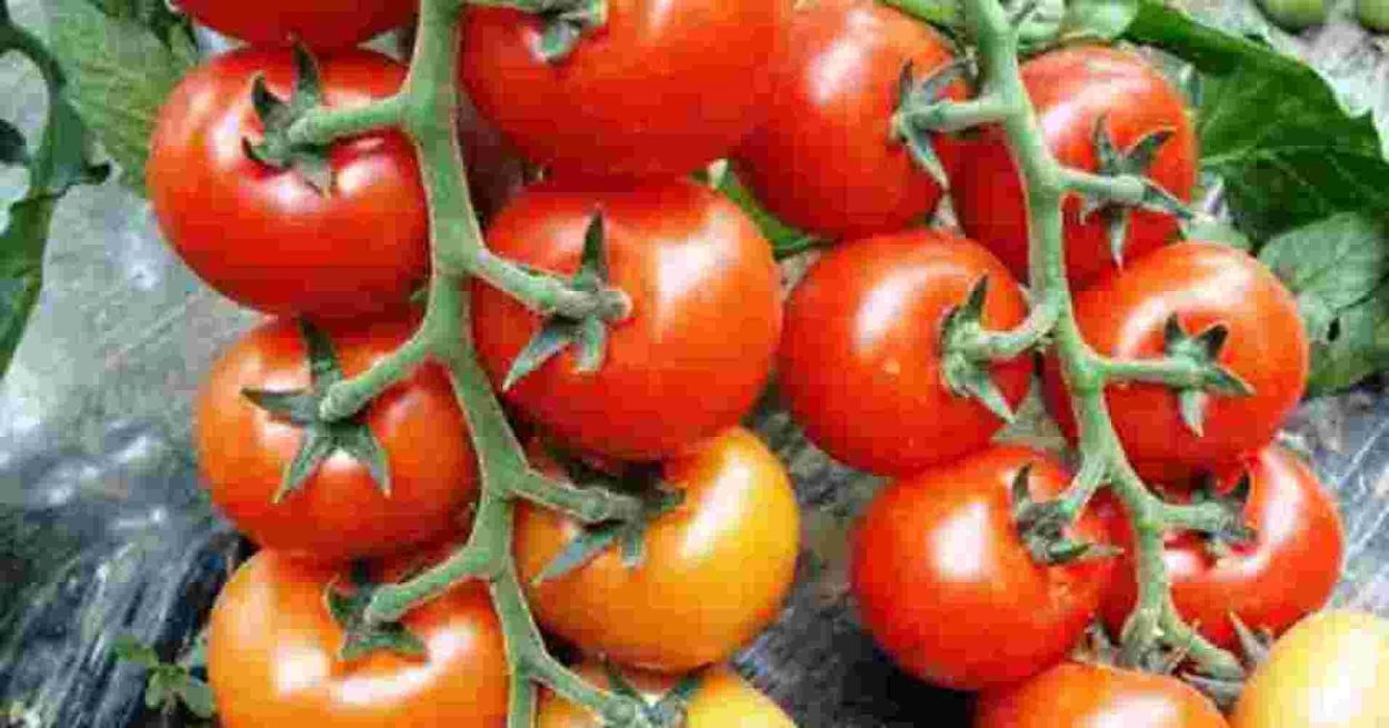 Бургесс томат