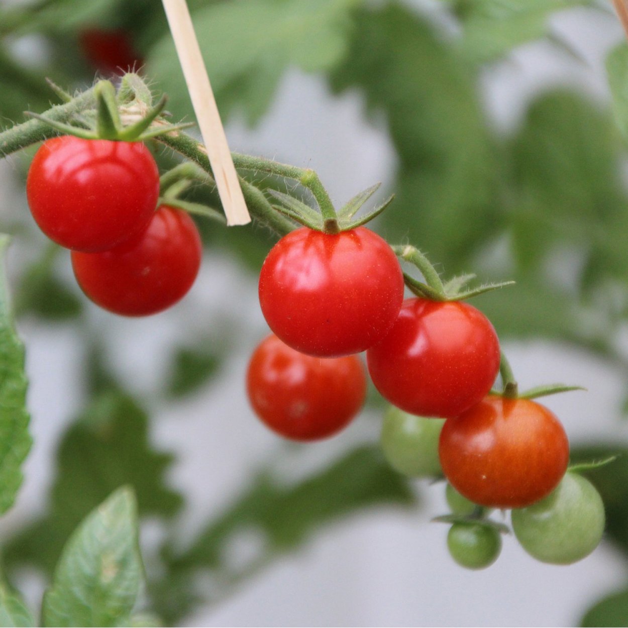 Томат Сызранская розовая ранняя