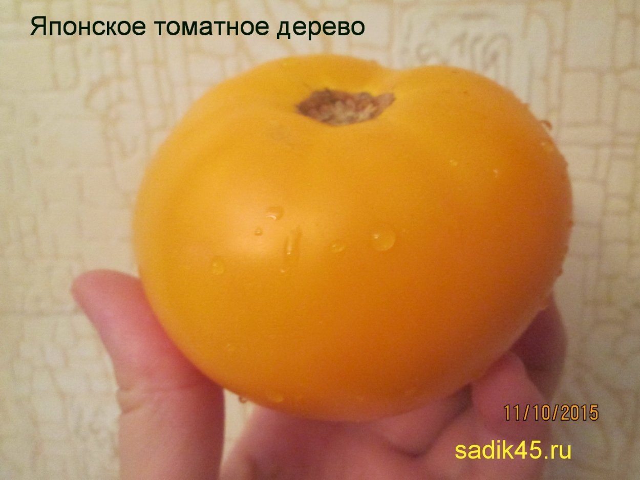 Томат Евпатор