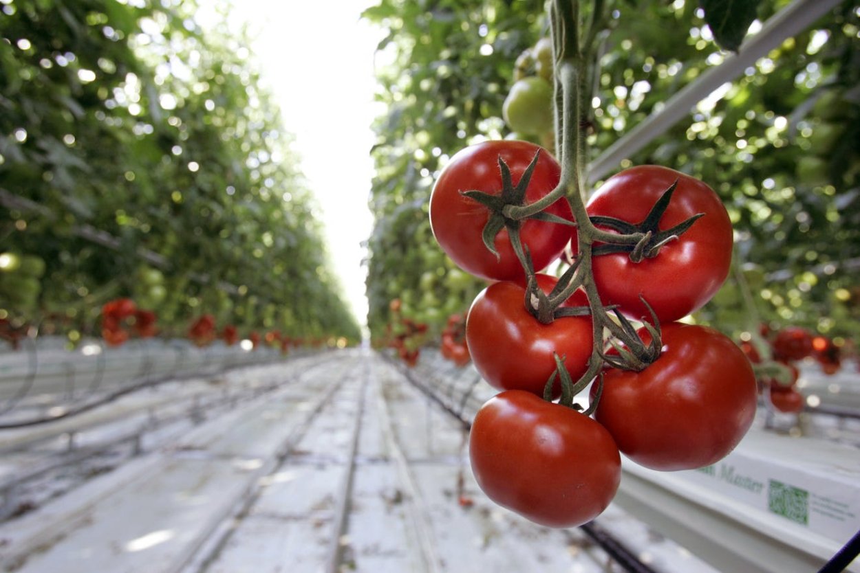 Черри на гидропонике