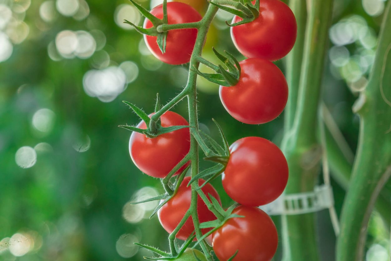 Томат Бергизель