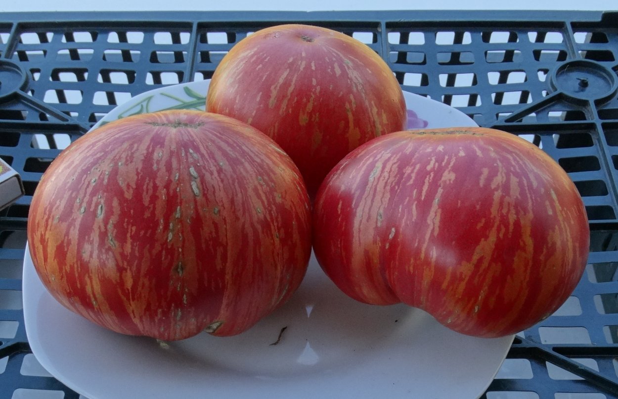 Помидоры фокус покус