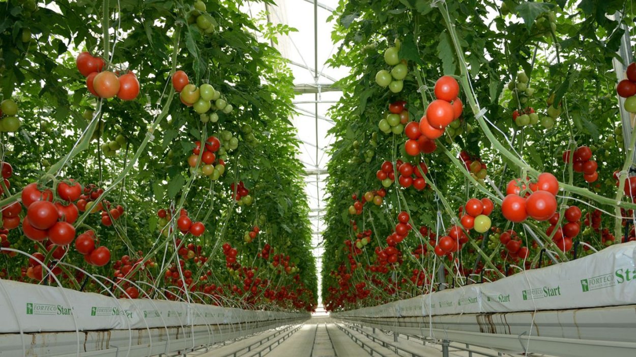 Томат крупная гроздь