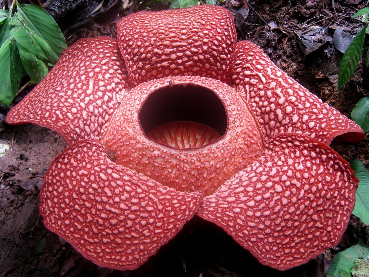 Гиднеллум Дьявольский