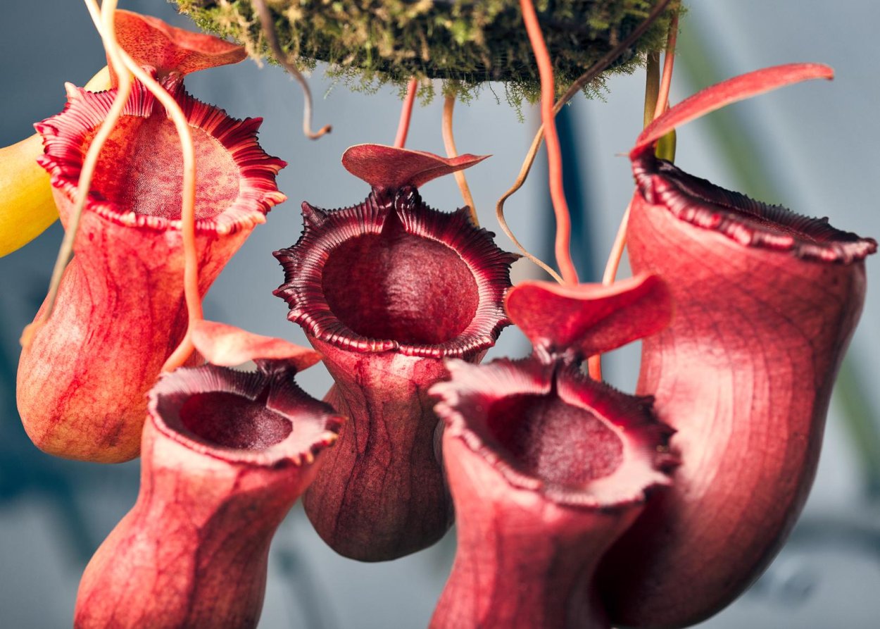Digitalis purpurea Dottie White
