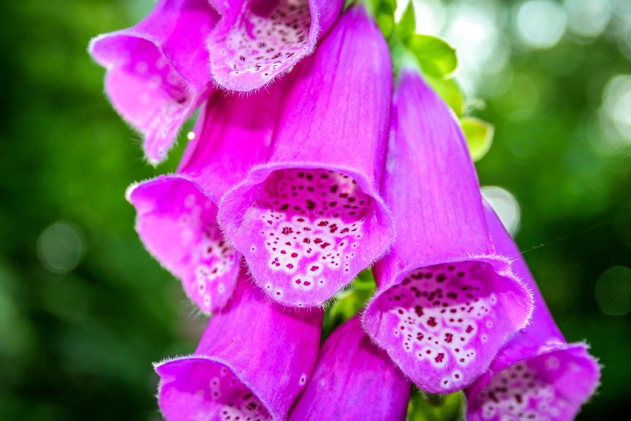 Растение раффлезия Арнольди