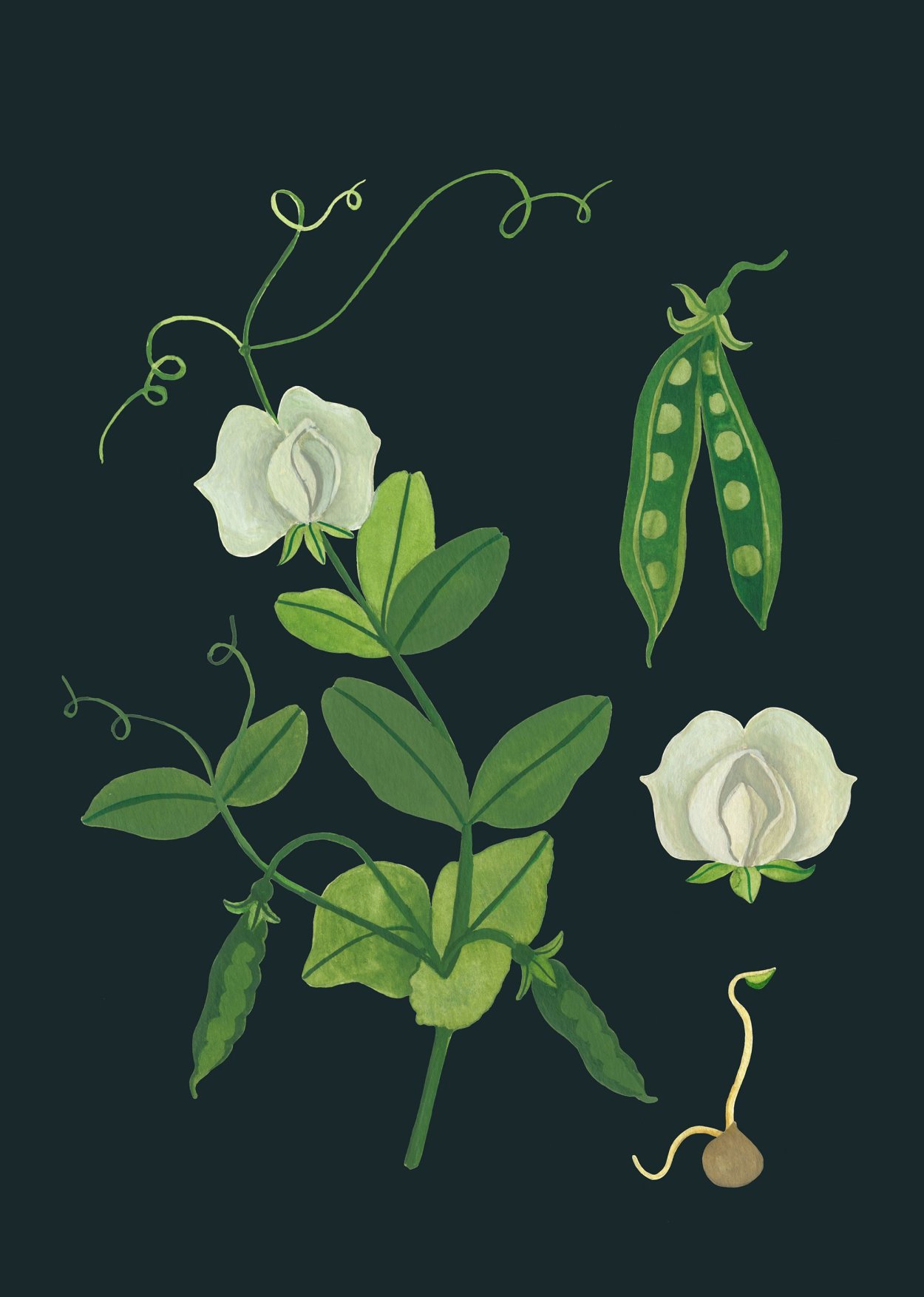 Микрозелень украшение блюд