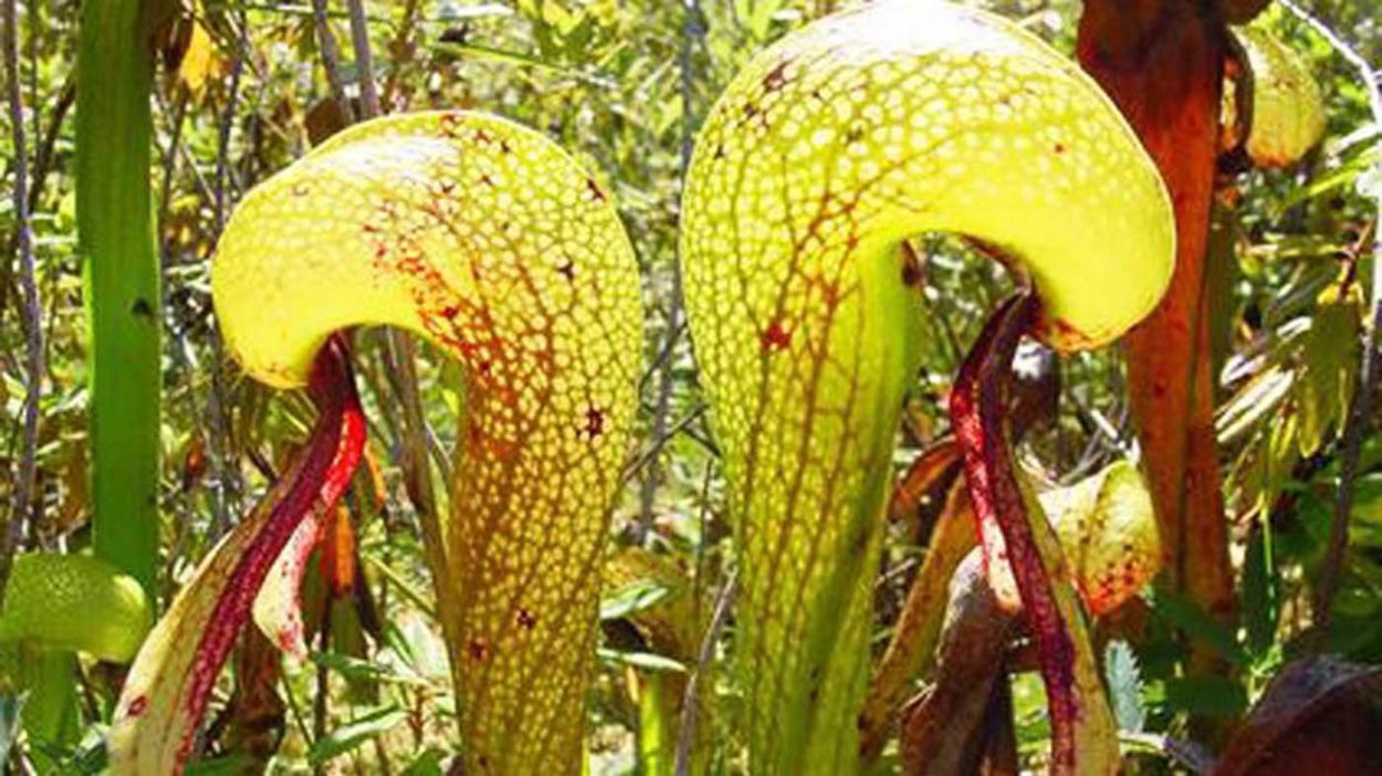 Наперстянка Элегия