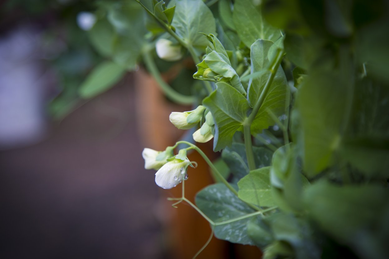 Лист зеленого гороха