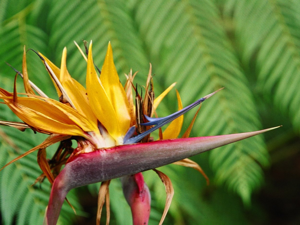 Ландыши опасны