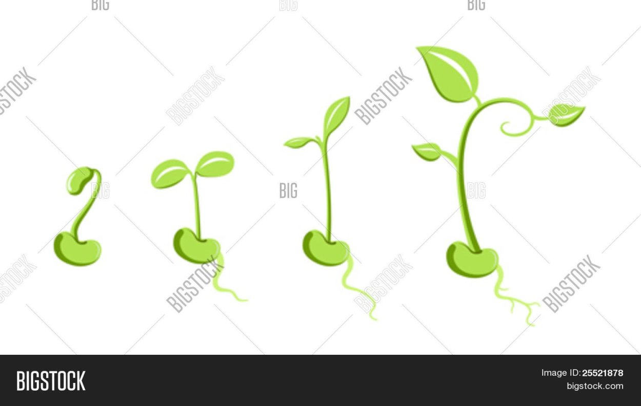 Елена Базанова акварель