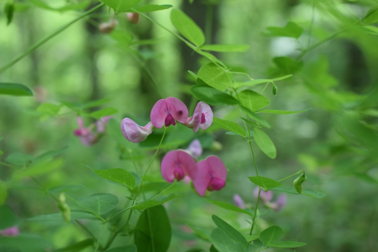 Светлый фон растения горох