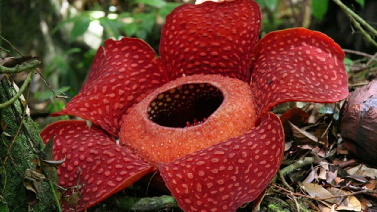 Раффлезия Арнольди Африка