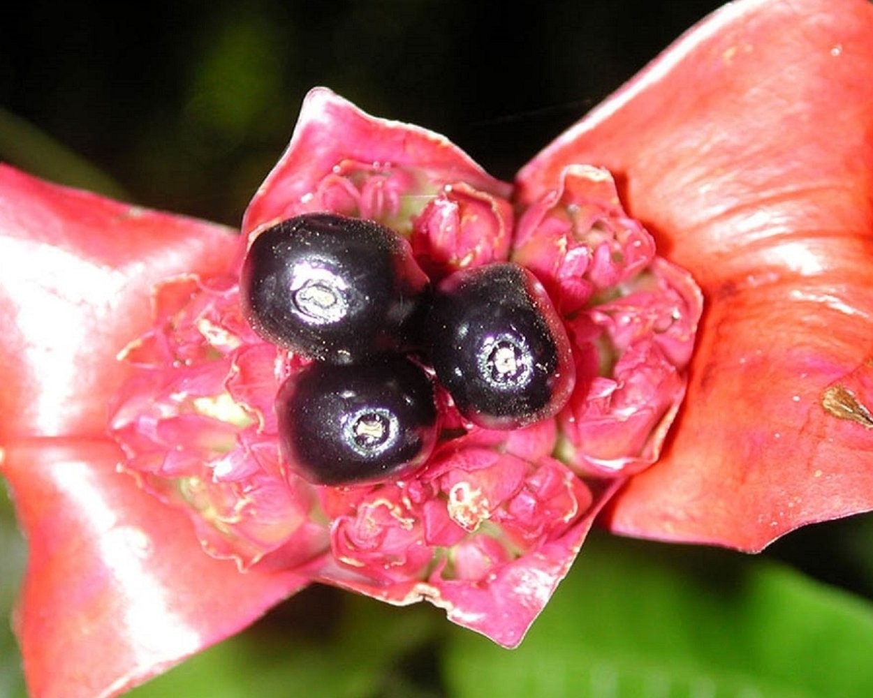 Кровавый зуб самый ядовитый гриб