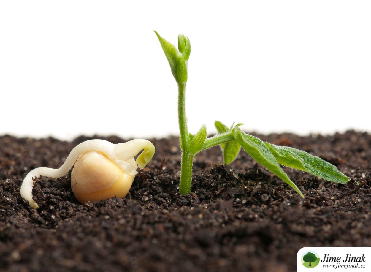 Душистый горошек Лесной