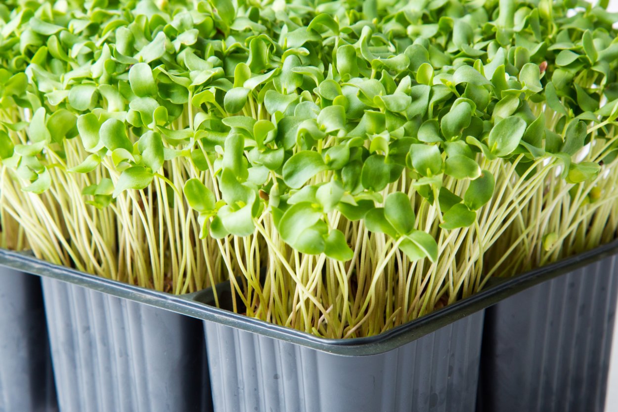 Витамины зеленые маленькие горошинки