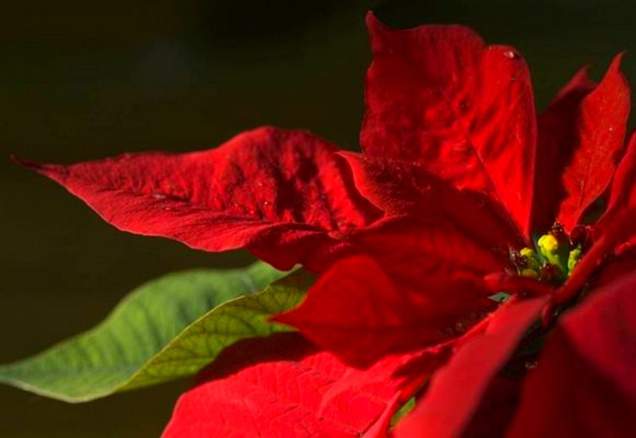 Раффлезия Арнольди цветок