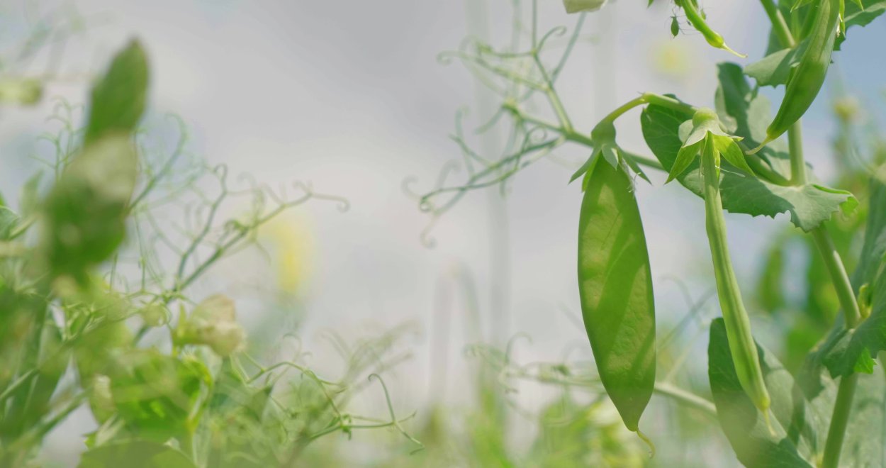 Цветок гороха