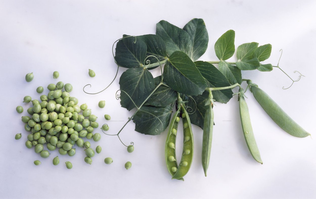 Душистый горошек листья
