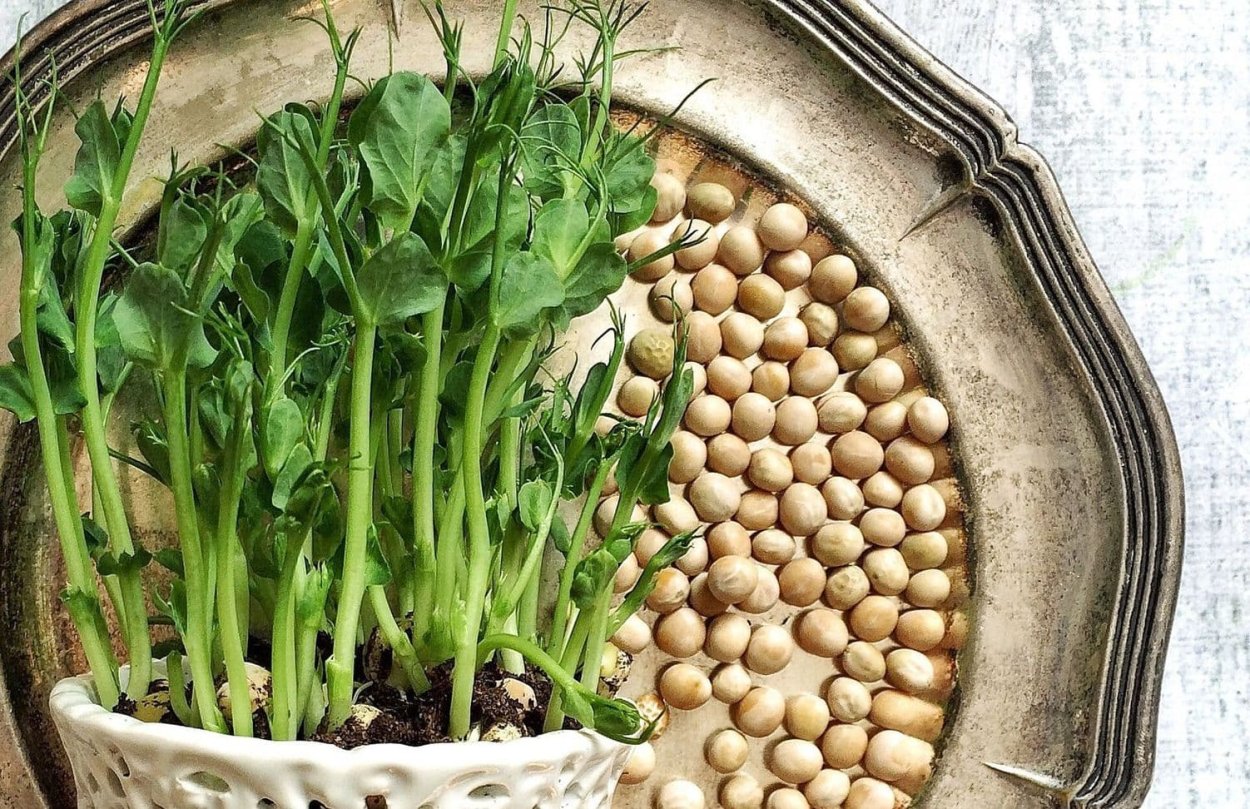 Цветение гороха