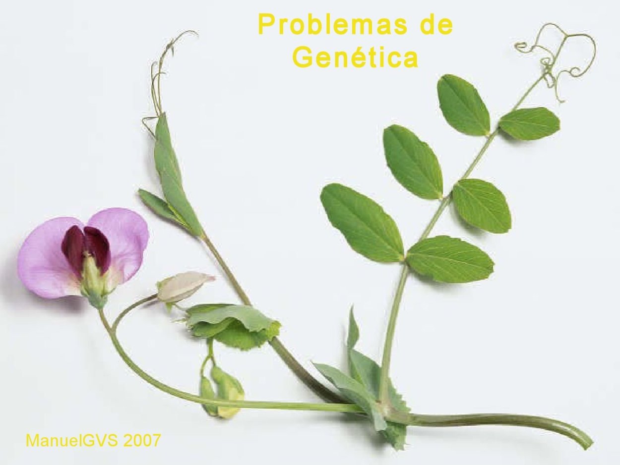 Стебель нута