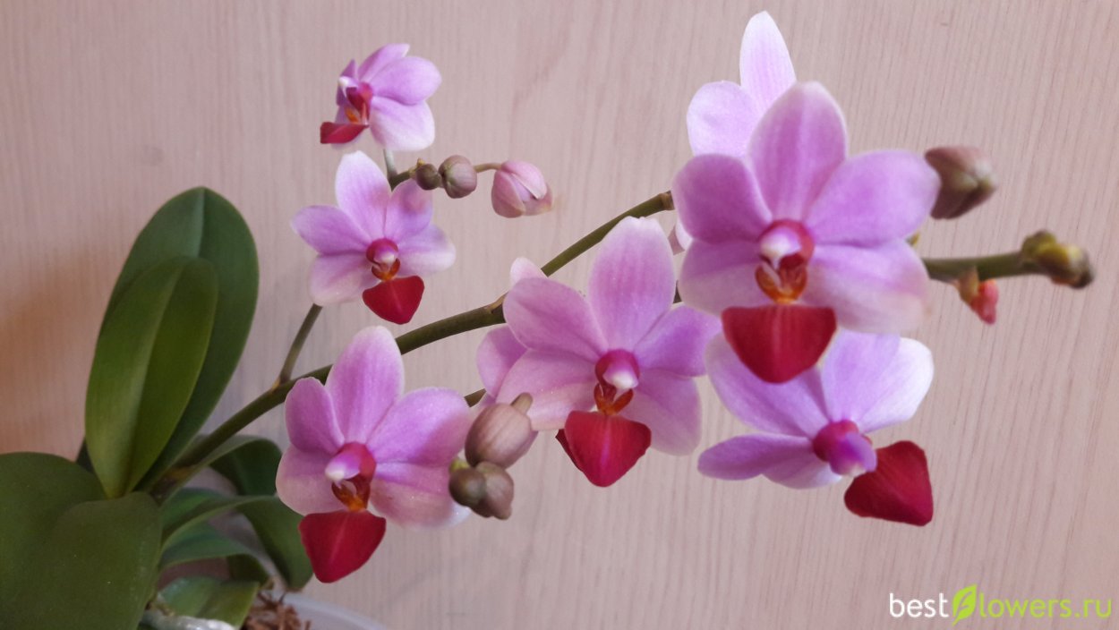 Фаленопсис Льюис