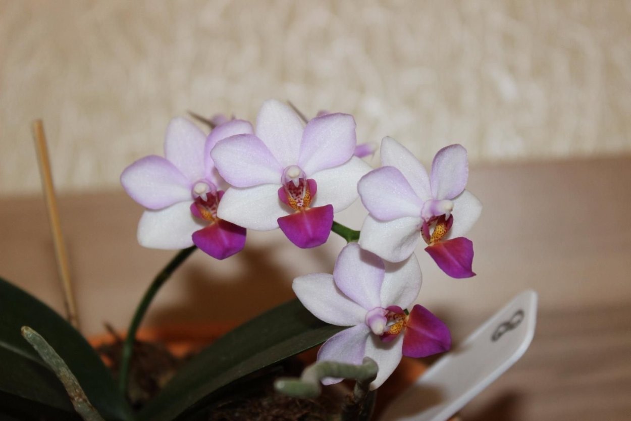 Фаленопсис Liu's Berry