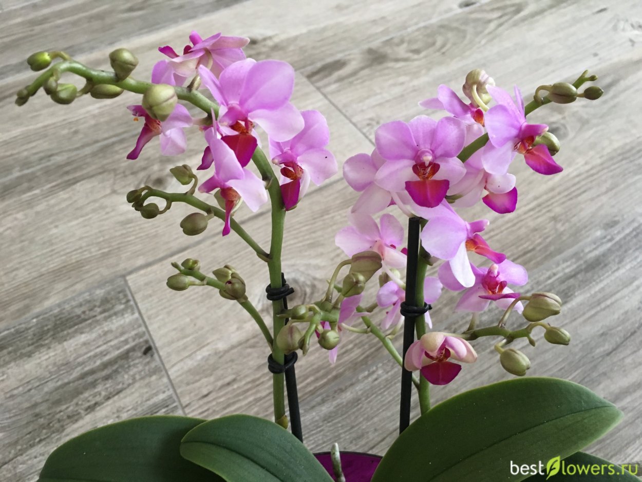 Фаленопсис Льюис ангел