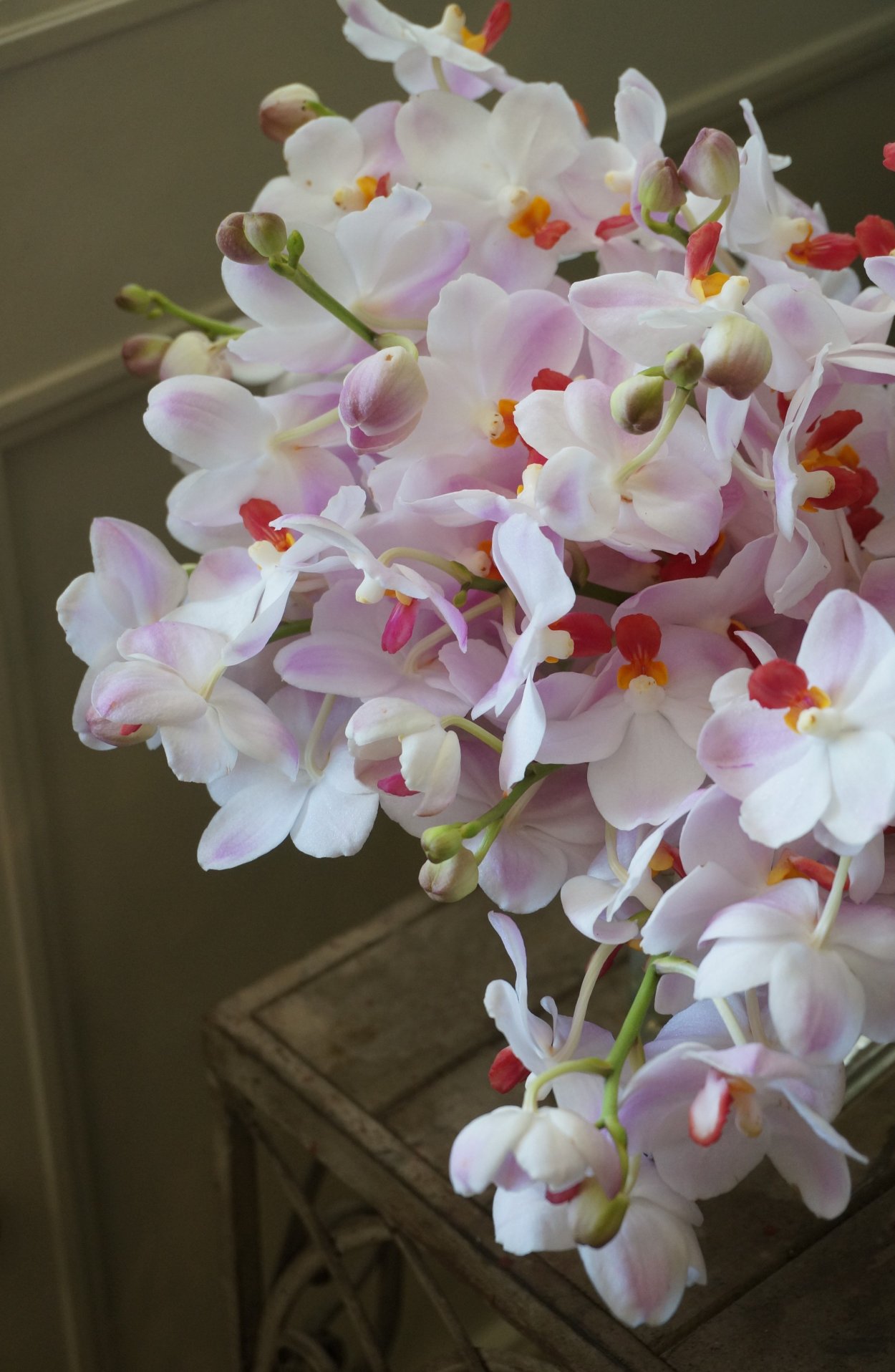 Фаленопсис Льюис Сакура