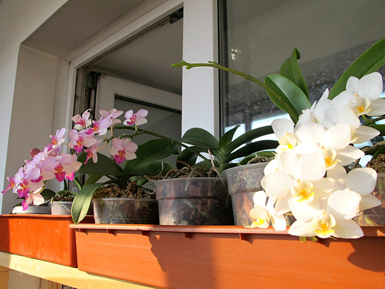 Фаленопсис Льюис