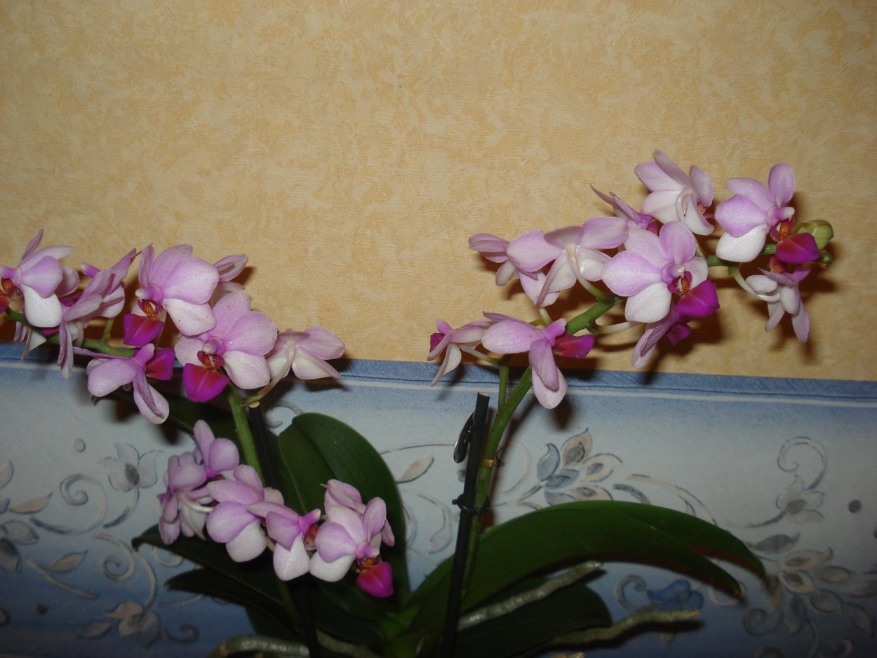 Льюис Берри пахнет