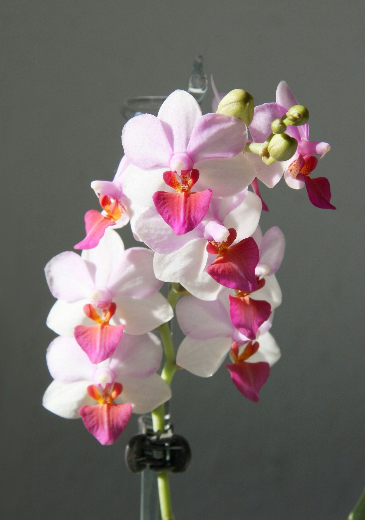 Доритенопсис Льюис Берри.