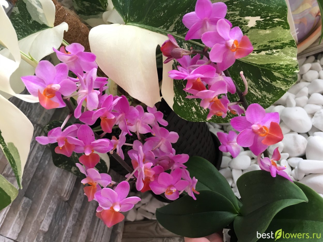 Фаленопсис Льюис Пинк