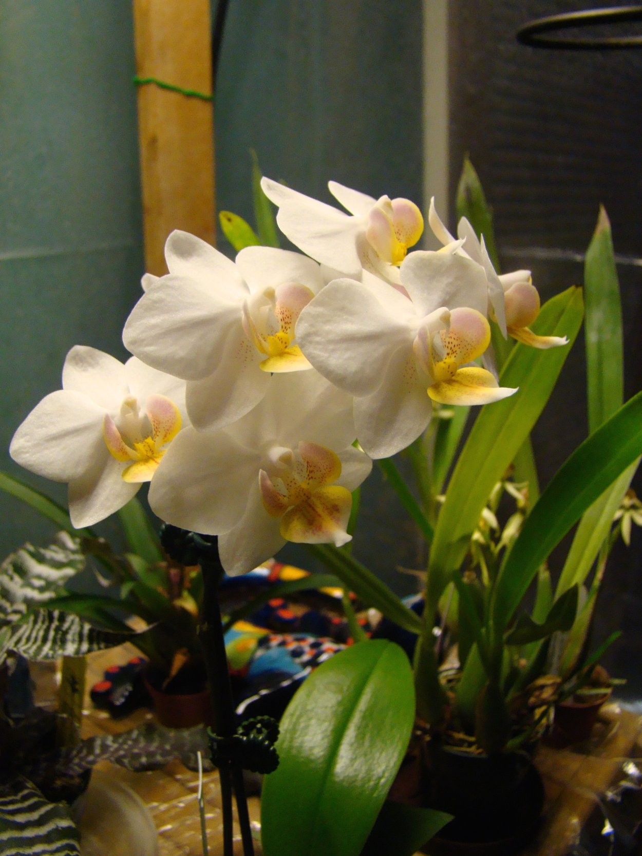 Фаленопсис Liu's Fantasy