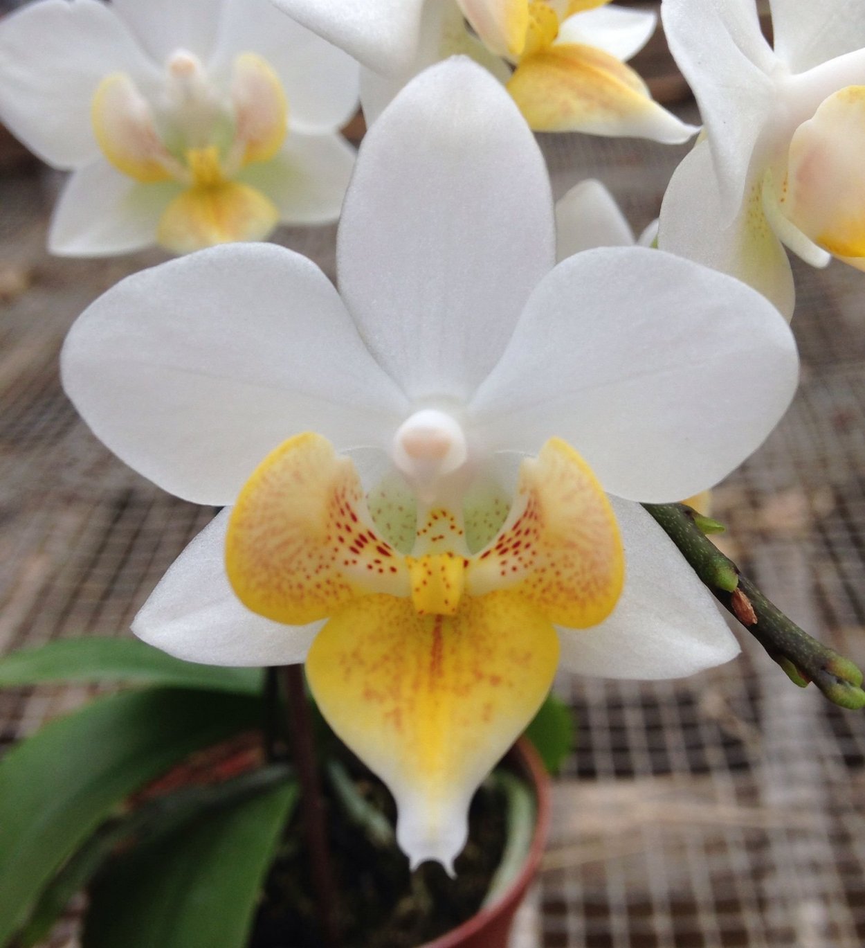 Фаленопсис Timothy Christopher