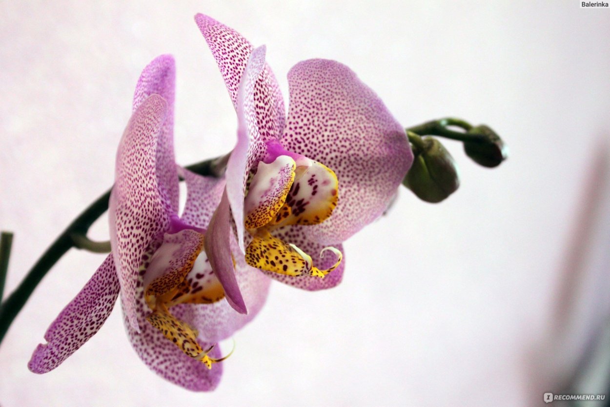 Фаленопсис Калипсо бабочка