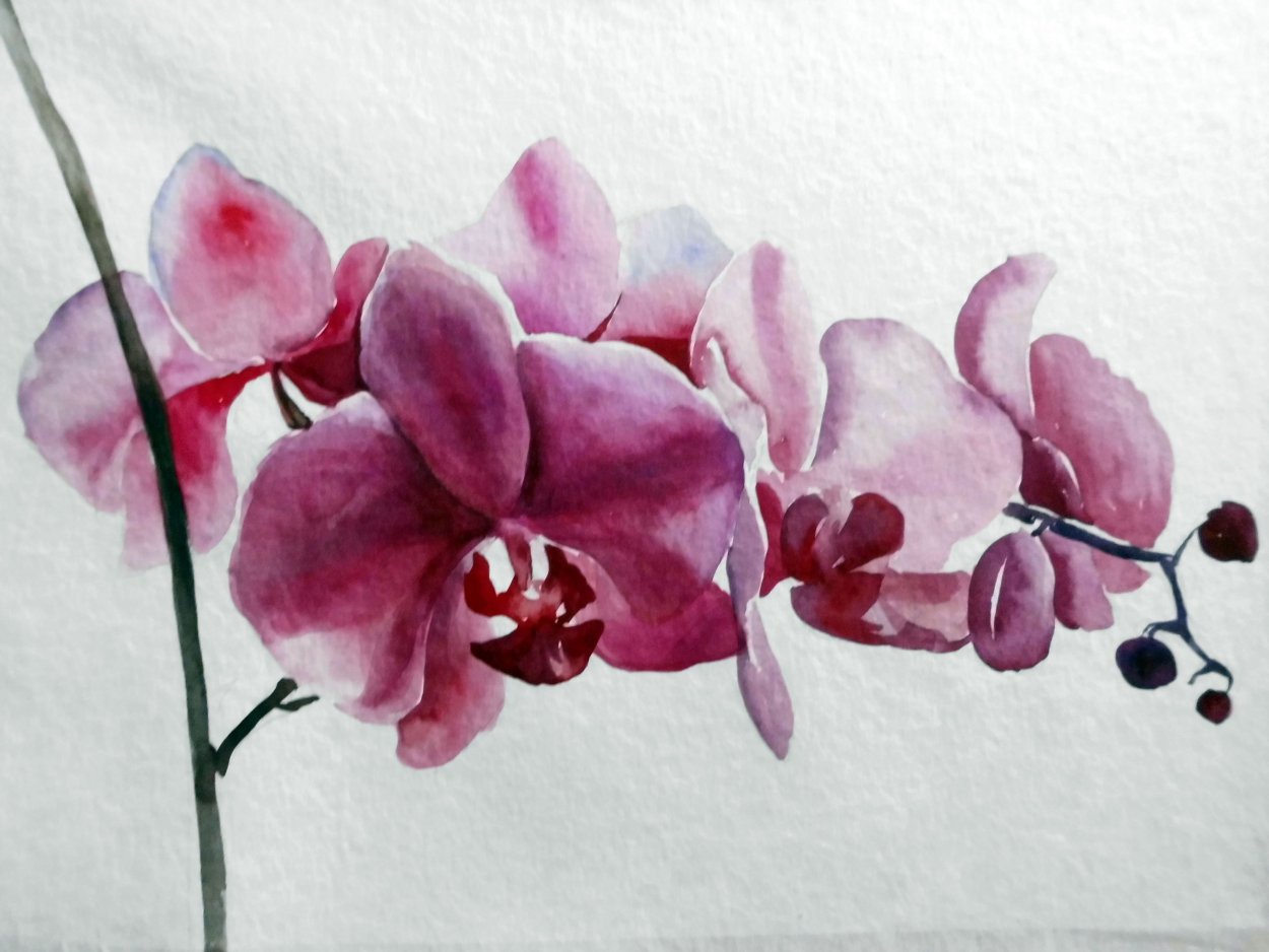Орхидея Phalaenopsis Arlekin
