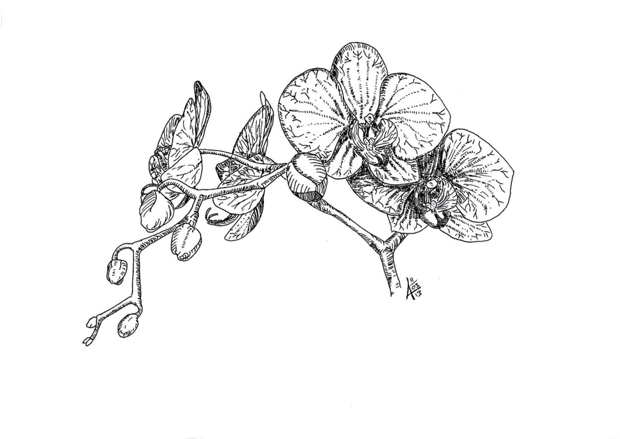 Фаленопсис Liu's Berry es