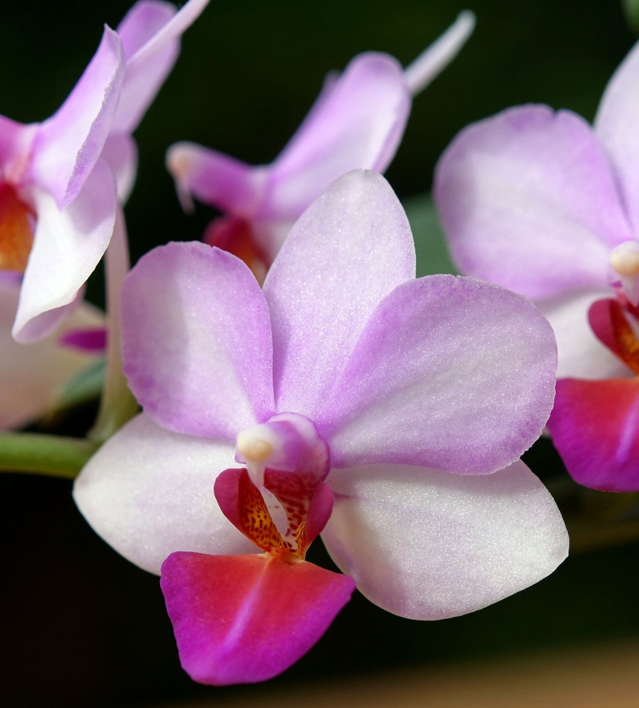 Фаленопсис Льюис Берри